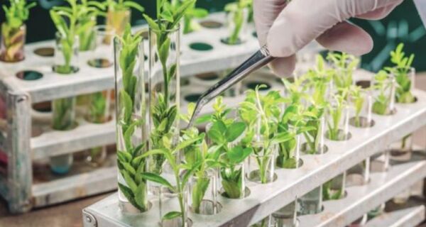 Brasil deve liderar mercado global de bioinsumos até 2030