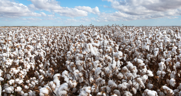 Agro cresce mais de 10% no segundo trimestre de 2025
