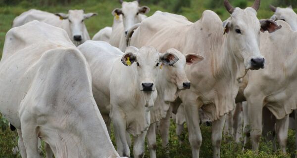 Precoce MS tem mais de mil fazendas cadastradas às novas regras do programa