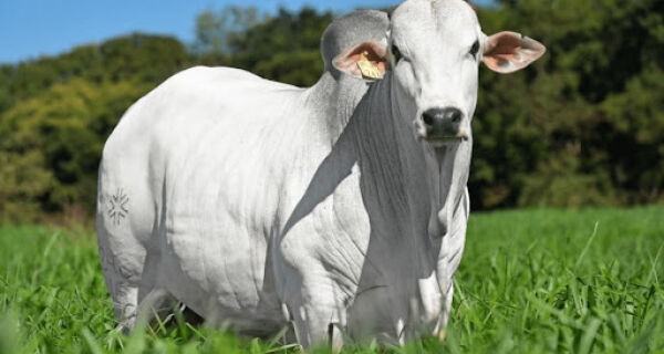 MS e mais nove praças monitoradas pela Agrifatto registraram queda nos preços do boi gordo
