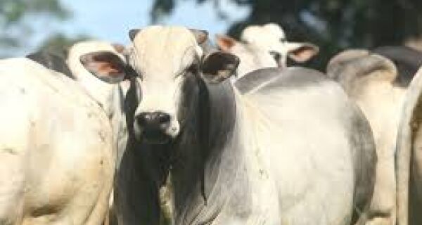 Oferta limitada sustenta cotações da arroba e da carne, informa Cepea