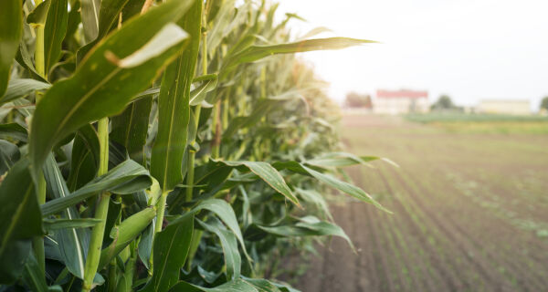 Área tratada com defensivos agrícolas cresce 3,1% no primeiro semestre de 2025 no Brasil