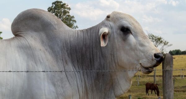 Mercado da carne bovina conta com forte volume embarcado pelo Brasil e Argentina sem imposto