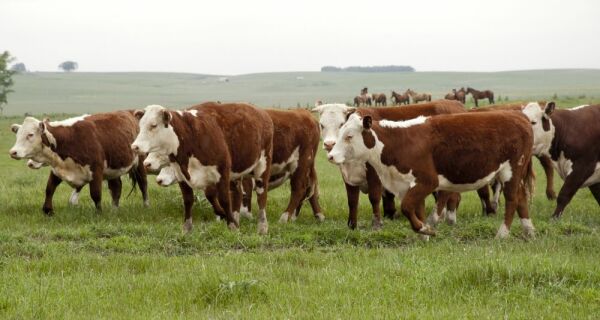 Reconstruindo o rebanho de vacas dos EUA: uma escalada calculada
