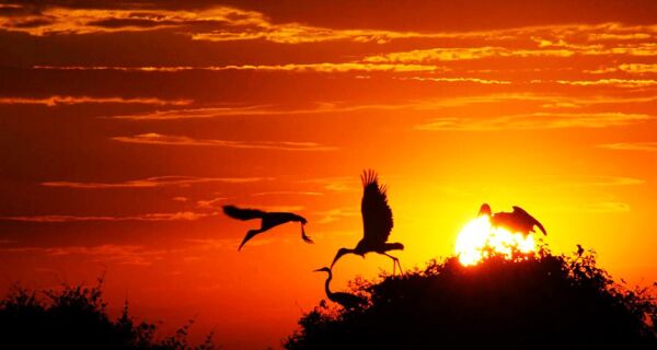 Proposto pelo Senado, Estatuto do Pantanal vai à sanção