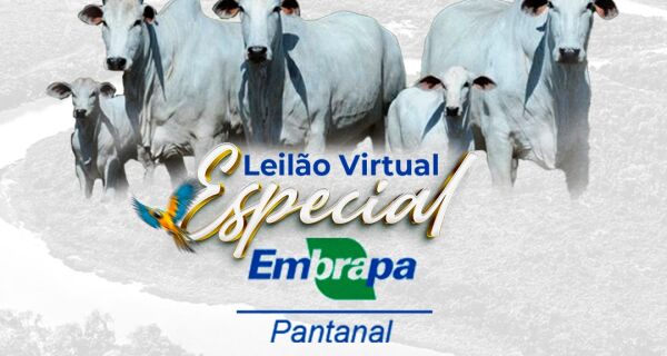 Embrapa Pantanal realiza leilão virtual de bovinos no dia 5 de setembro