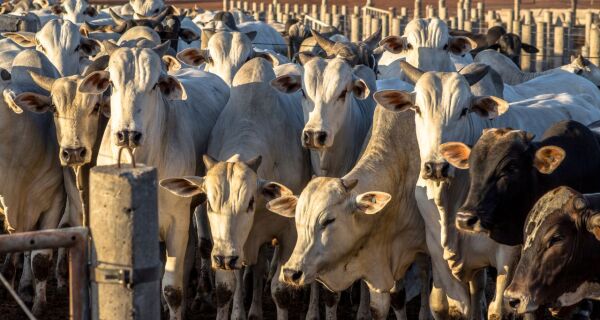 Com a chegada das chuvas, o uso do calendário de manejos é indicado por especialistas