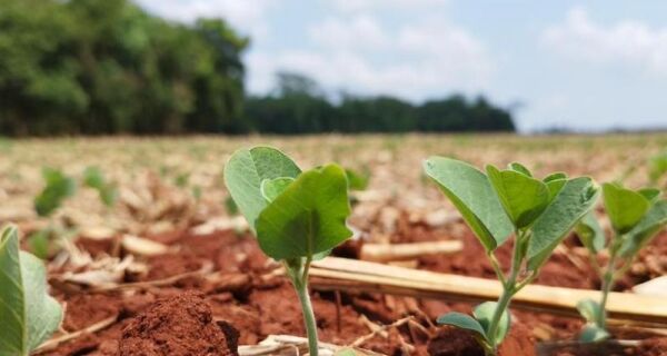 Clima desafia produtores no início da safra de soja 25/26