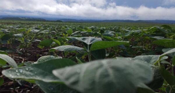 Chuvas irregulares e calor acima da média devem marcar início do plantio da soja em MS