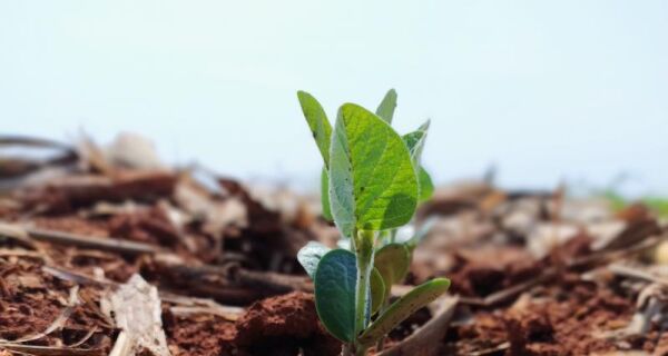 Custo de produção da soja sobe 1,9% em Mato Grosso do Sul para safra 2025/2026
