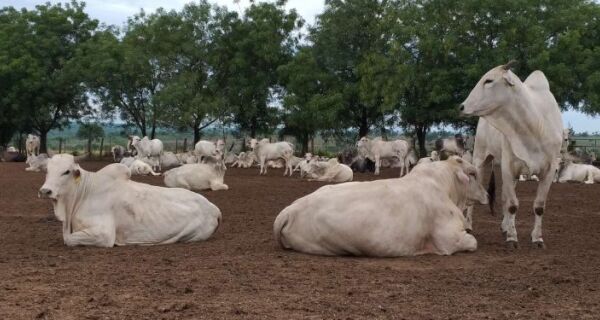 Com exportação em ritmo forte, mercado do boi gordo mira as atenções para consumo doméstico da carne
