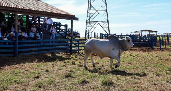 É de Mato Grosso do Sul o touro destaque nacional de qualidade de carcaça
