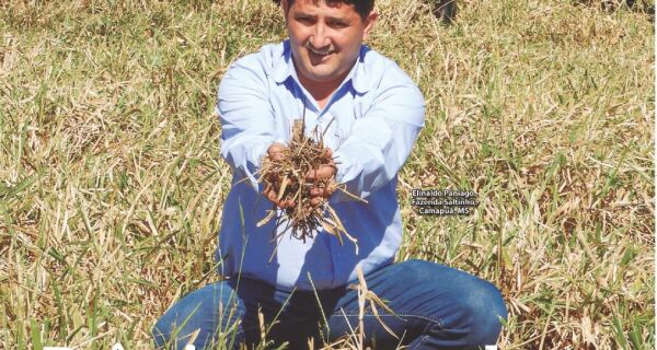Pioneirismo da pecuária de MS conquista prêmio internacional
