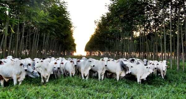 Pecuária se posiciona como parte da solução para os desafios do clima e da segurança alimentar