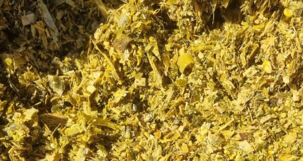 Volumoso de qualidade exige cuidados da colheita da planta ao armazenamento