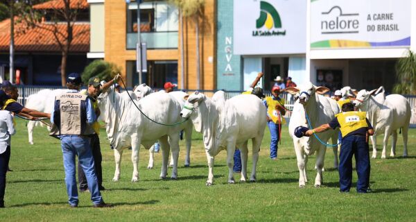 Expoinel 2025 será aberta dia 14 em Uberaba (MG)