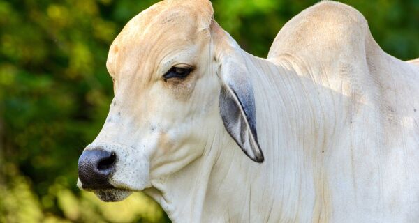 Outubro começa bem para os pecuaristas: "fantasma de baixa" deu lugar à expectativa de alta 