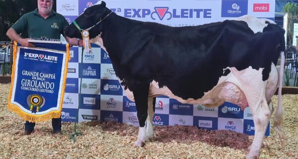 Raça Girolando tem nova recordista mundial de produção leiteira