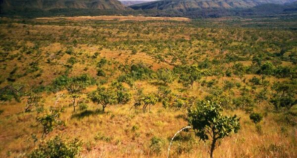 MS obtém reconhecimento nacional e poderá captar recursos internacionais para conservar florestas