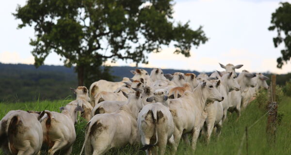 Preços do boi gordo seguem firmes e dados históricos apontam um nov/25 favorável aos pecuaristas