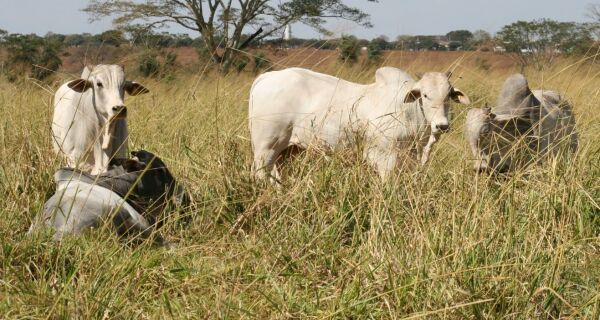 Rabobank projeta arroba do boi gordo superior a R$ 350; saiba quando