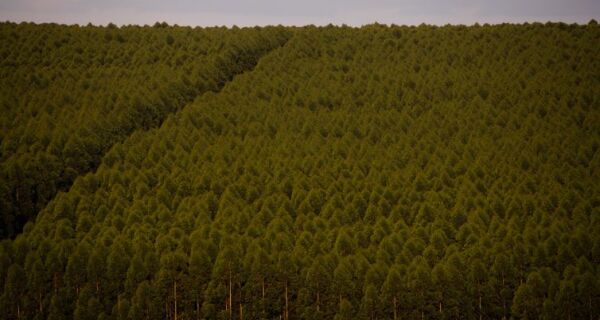 Produção florestal do país cresce 16,7% e chega a R$ 44,3 bi em 2024