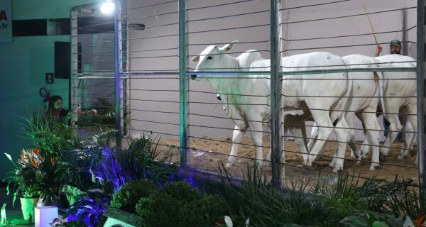 Expogenética MS 2025 anuncia agenda oficial de leilões com grandes nomes da pecuária nacional