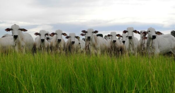 MS se consolida como estado exportador de produtos para mais de 120 países