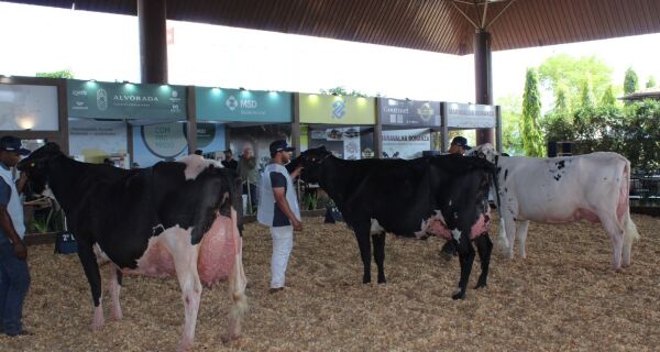 Raça Girolando é destaque na Expogenética MS 2025 com julgamento e leilão de alto padrão genético