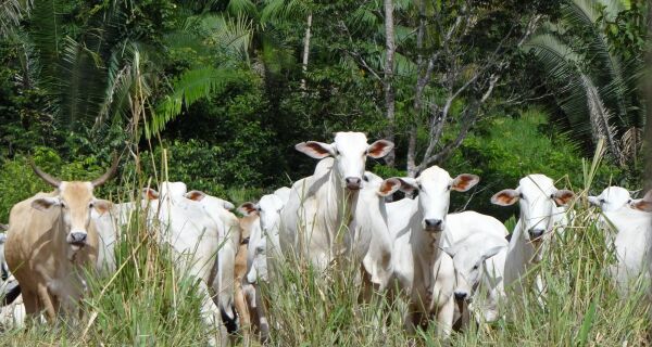 Agtech lança programa com foco na produção sustentável de carnes e couro