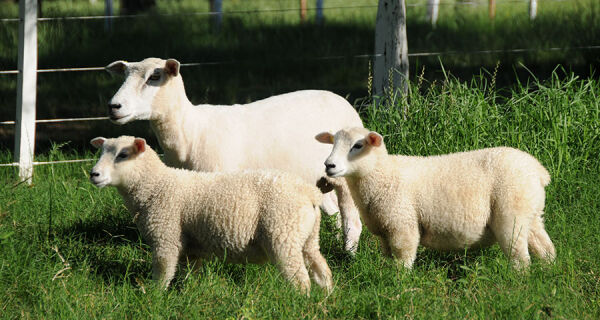 Melhoramento genético impulsiona criação da "ovelha do futuro"