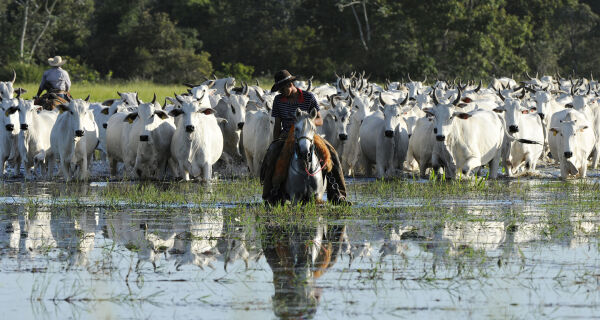 Pecuária brasileira cresce com sustentabilidade e lidera exportações mundiais