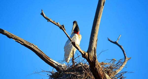 Estatuto do Pantanal agora é lei federal