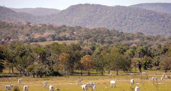 Alô produtor rural do Pantanal: receba pela área de vegetação nativa excedente na propriedade