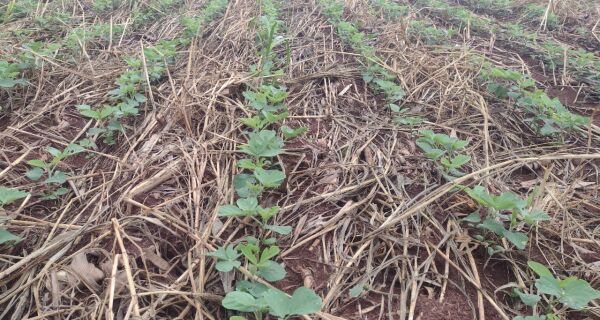 Soja: mais de 16% da área foi plantada em MS