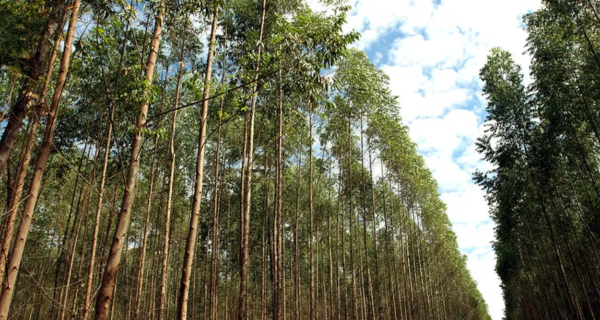 Base florestal em Mato Grosso do Sul deve crescer 40% até 2028