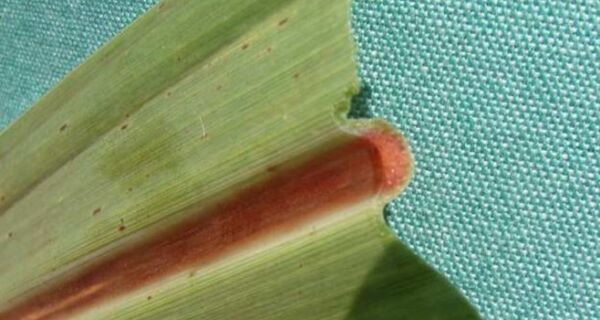 Síndrome da Murcha da Cana é ameaça contínua aos canaviais