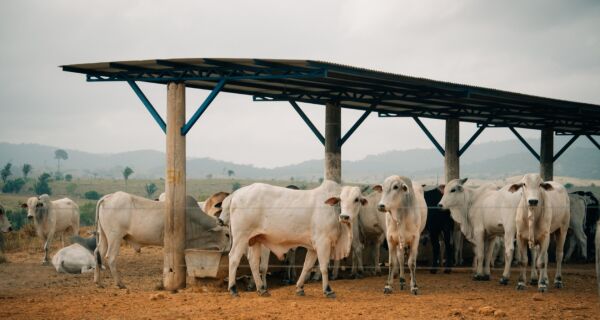 Papai-Noel bate na porta dos pecuaristas: só surpresas boas nesta reta final do ano