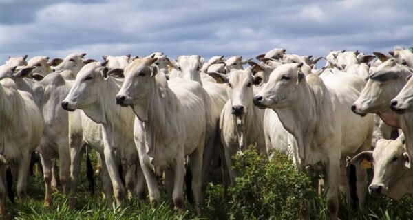 Preços de animais de reposição e da vaca gorda sobem, segundo o Cepea
