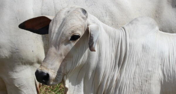 Tecnologia permite produzir bezerros mais pesados e em menos área
