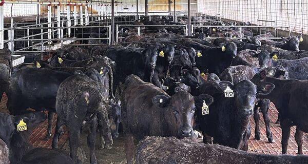 Enquanto Trump insiste no tarifaço, os EUA irão "colher" em 2025 a menor safra de bezerros desde 41