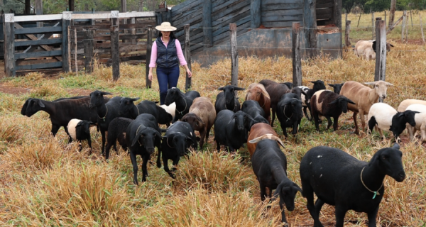 Produtora de Terenos aposta na ovinocultura e faz da atividade a principal fonte de renda