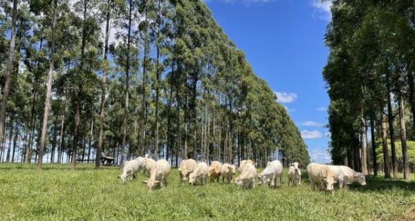 Carne Baixo Carbono fortalece pecuária sustentável brasileira
