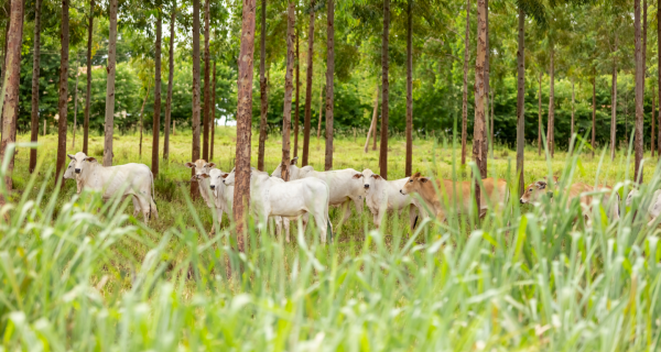 Frigoríficos buscam envolver os produtores na pecuária de baixo carbono