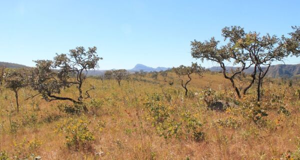 MS é habilitado para captar recursos de REDD+ e vai lançar edital para estruturar mercado de carbono