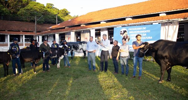 Governo de MS entrega animais de alto padrão genético a produtores na Expogenética 2025