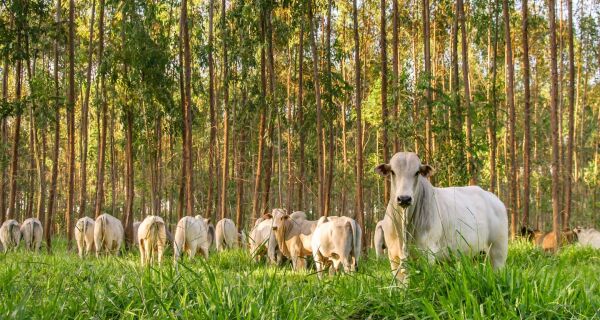 Agropecuária ajudou oito estados a crescerem mais que o Brasil em 2023