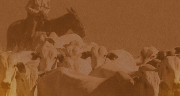 Movimentações do boi gordo e as possibilidades oferecidas pelo mercado