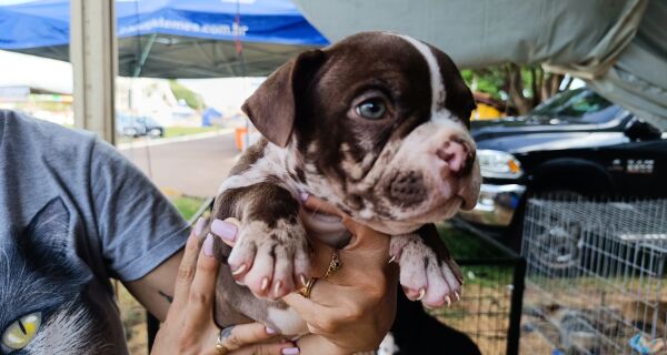 Canil JK Lemes encanta visitantes da Expogenética MS 2025 com variedade de raças e história familiar