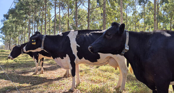 Aquecimento global e práticas de manejo impactam pegada hídrica na produção leiteira